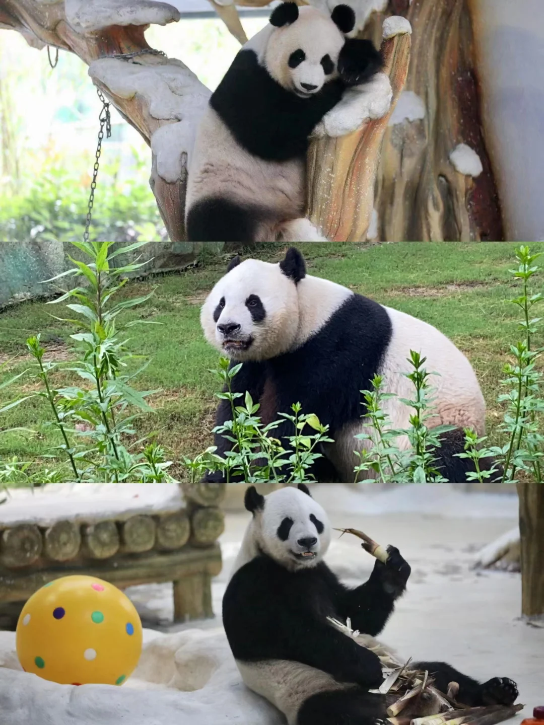 南京紫清湖隐藏玩法🍃 撸熊猫泡温泉住森林
