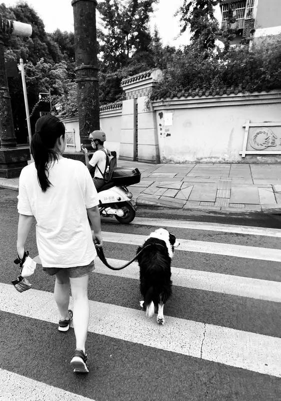 高校允许带宠物上学你支持吗只要宠物在学校里，不影响学生上课其实它的作用很大的！平