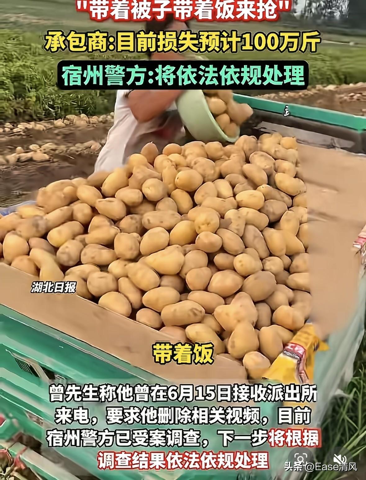 从土豆被抢，到安徽宿州有关部门的通报，看似一切都在有序处理中。
但是，中间一些小