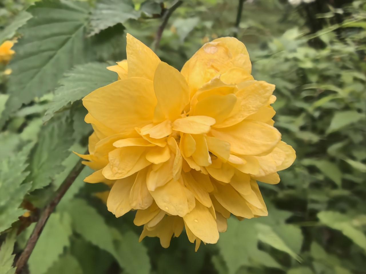 一朵漂亮的黄色花在绿叶中绽放。