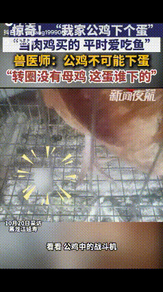 “解释不清了！”黑龙江，一男子给鸡添食，发现鸡笼子里有一个鸡蛋，拿出来时鸡还啄他