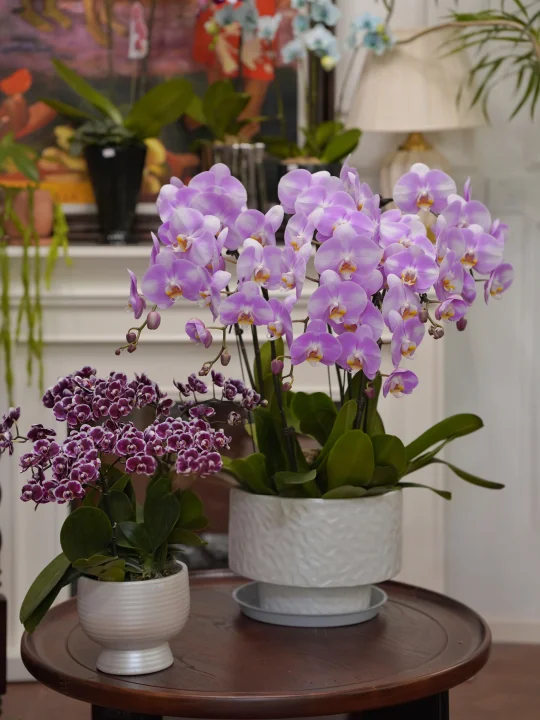 蝴蝶兰“明星”