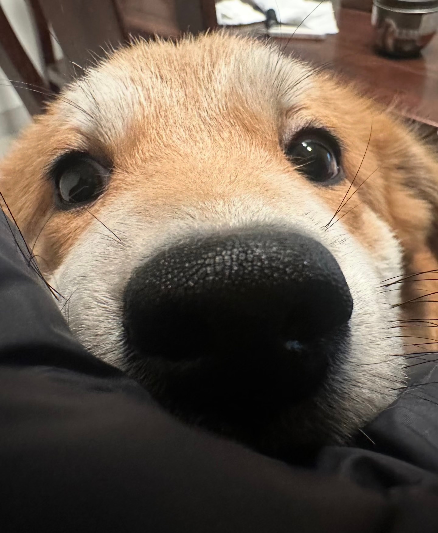 晚安噜 