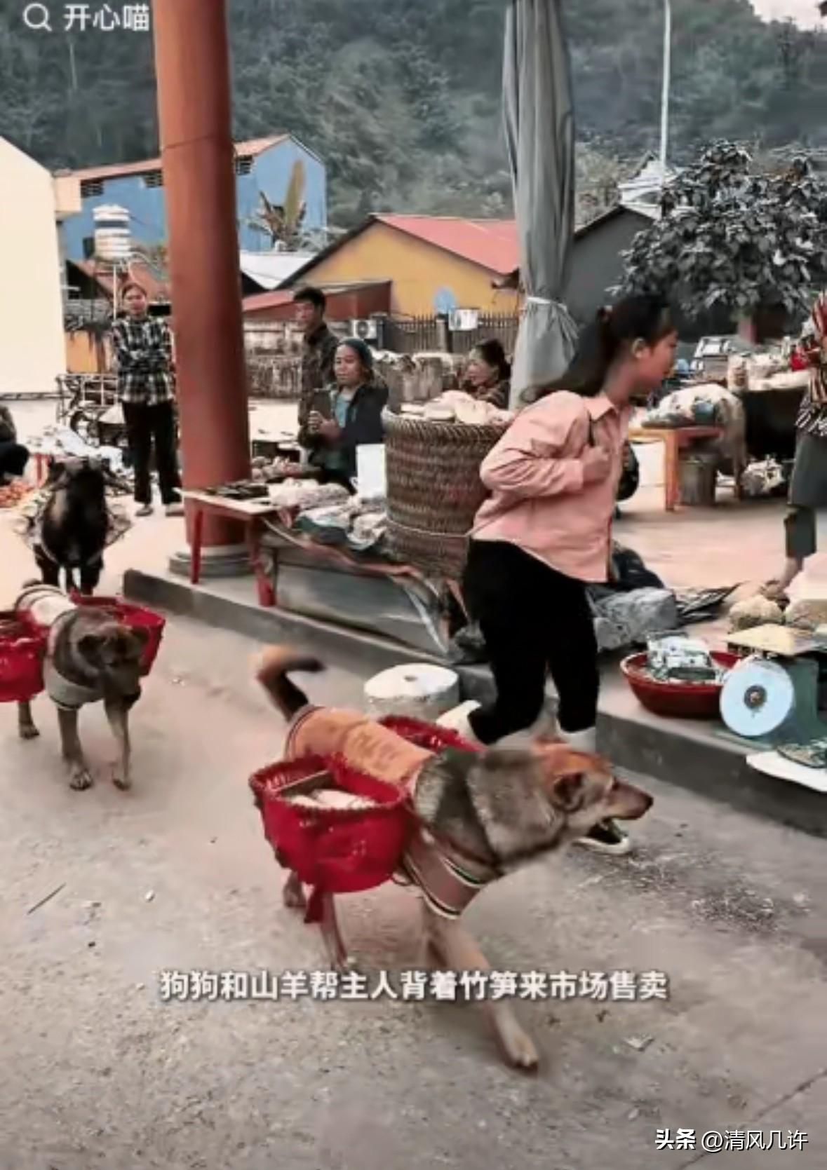 “太有灵性了！”农村小女孩背着一大筐农货去镇上卖，她后面跟着的两只狗和一只羊让人