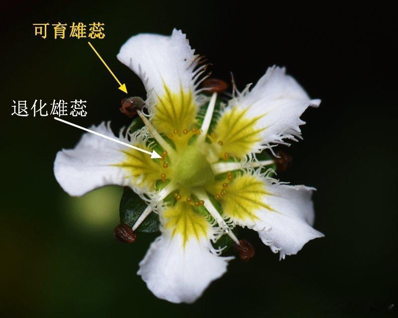 1378.【鸡眼梅花草，虎耳草科】植物跟动物一样，为了繁衍后代，挖尽心思，哈哈哈