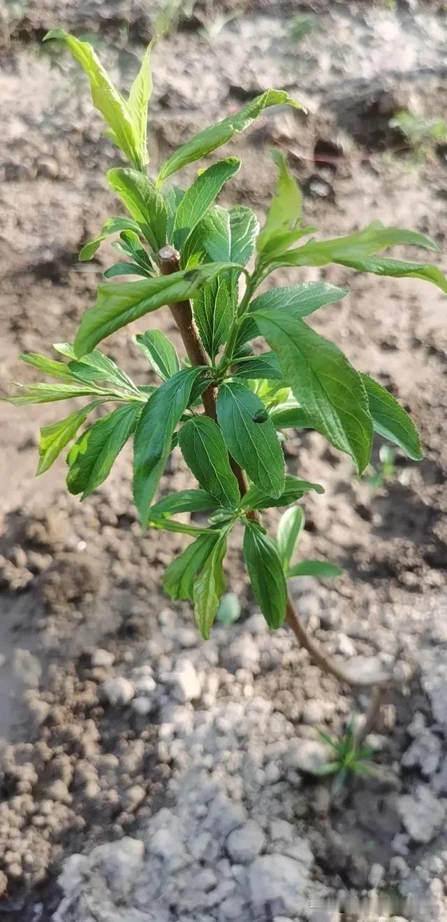 枝头新绿嫩，风吹叶舞翩
在网上拍了5棵杏树苗，现在发芽了，怎么看都不像杏树苗，把