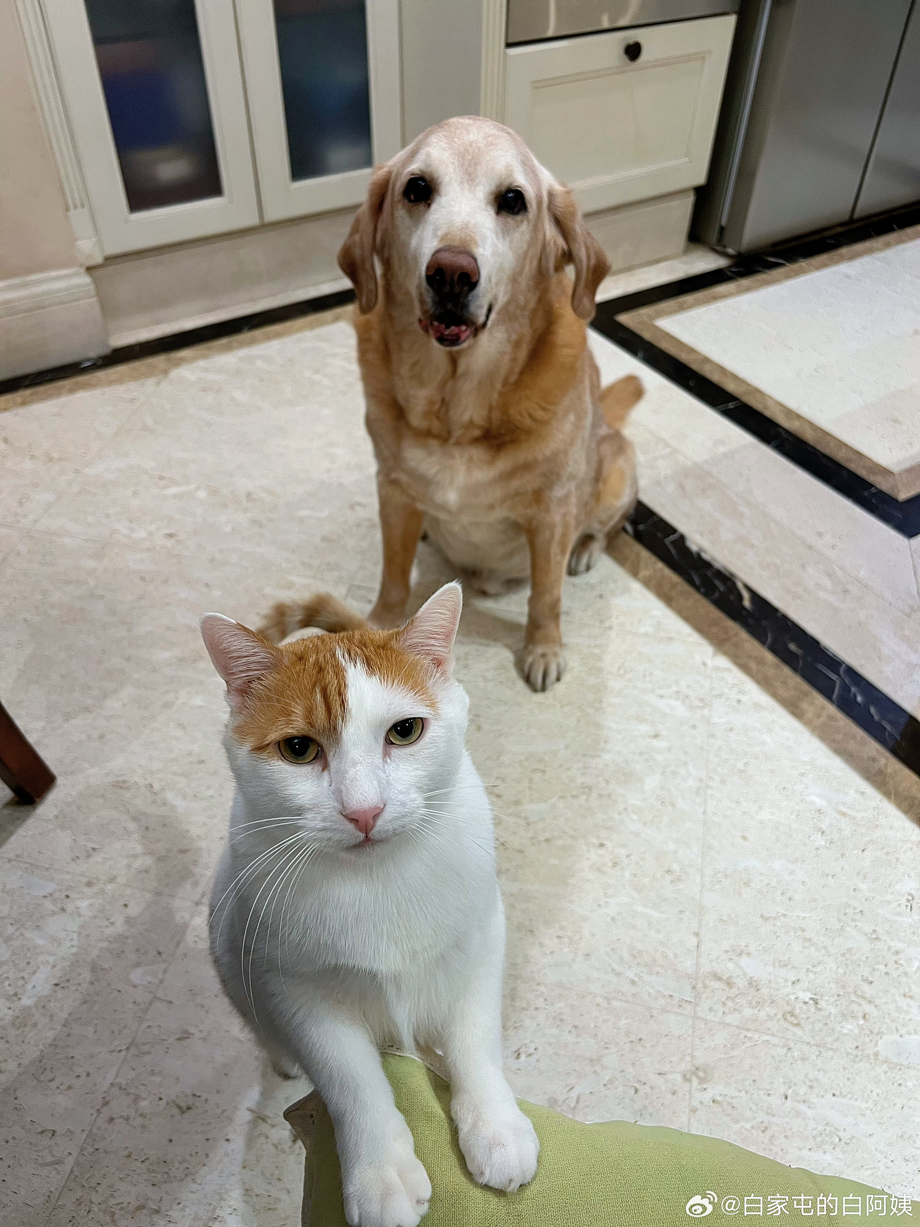 猴：给我哥们儿上冻干，最贵的那种，算他帐上，我也顺道带一份！ ​​​