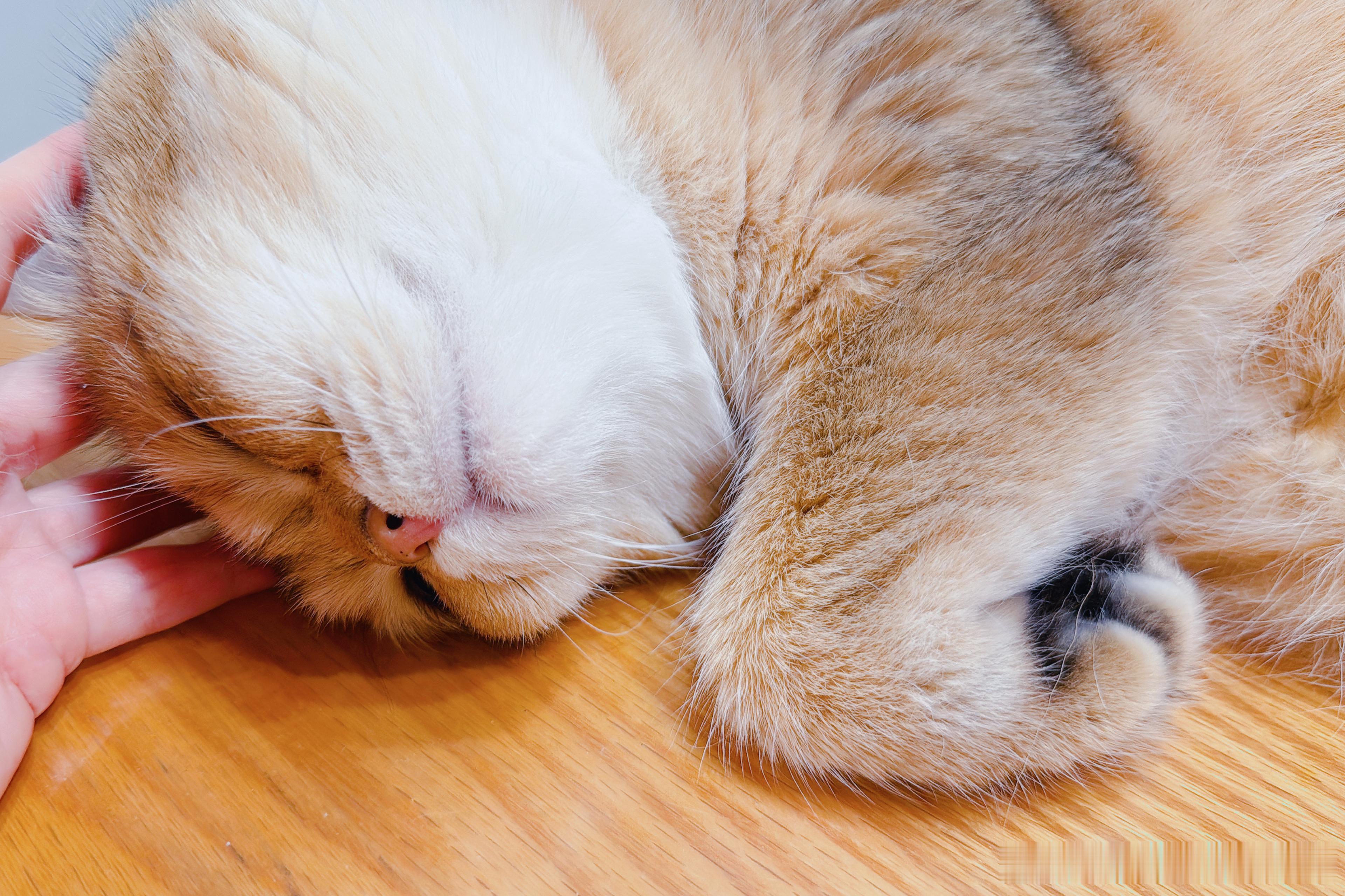 世界上怎么会有这么可爱的小金猪？ 