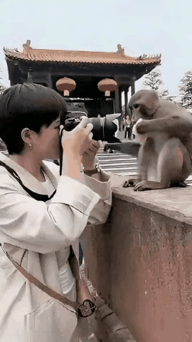 一名白衣女子在景区近距离对着一只猴子拍照，猴子趁其不备，以迅雷不及掩耳之势的速度