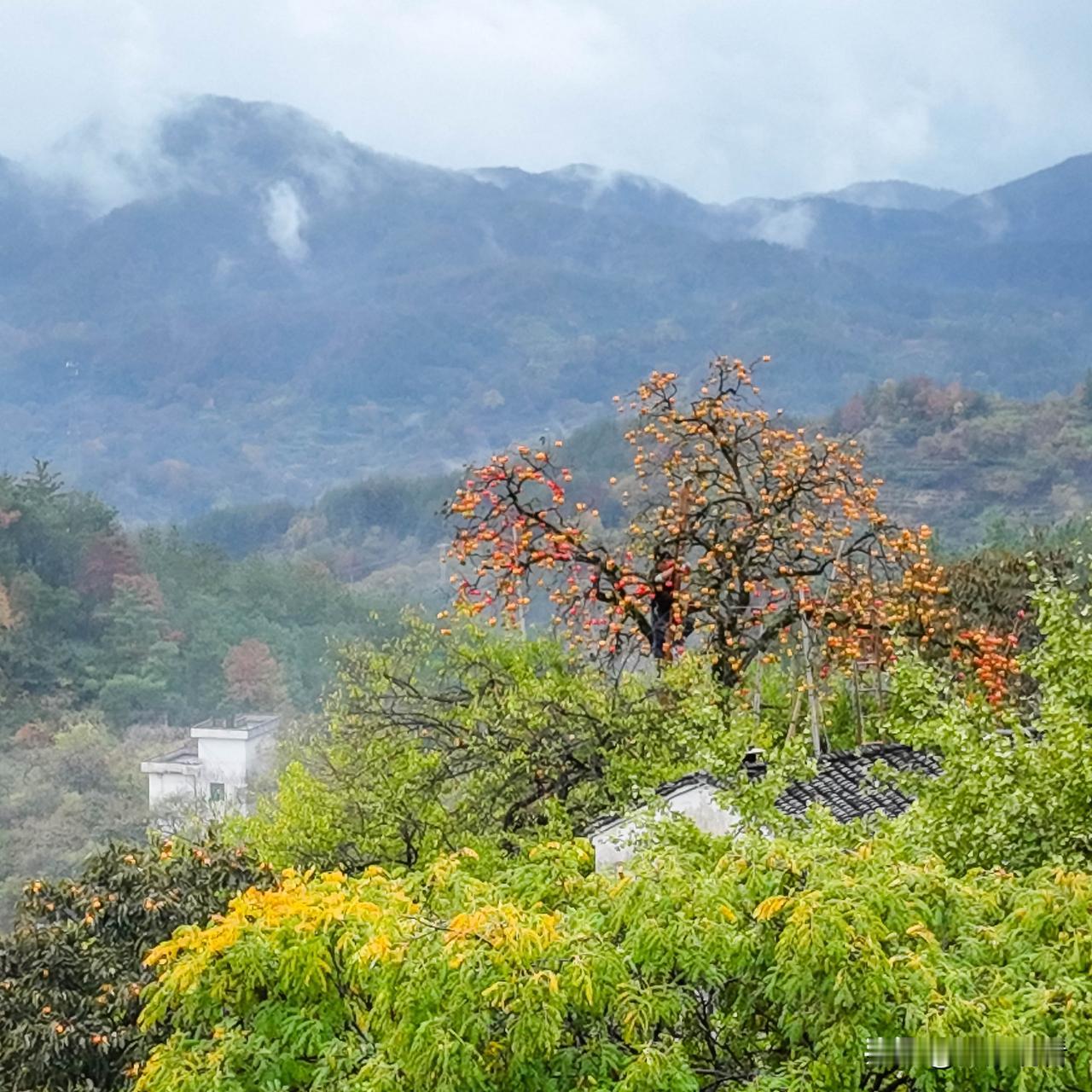 2026年所求皆如愿，所行皆坦途，新年顺遂无忧