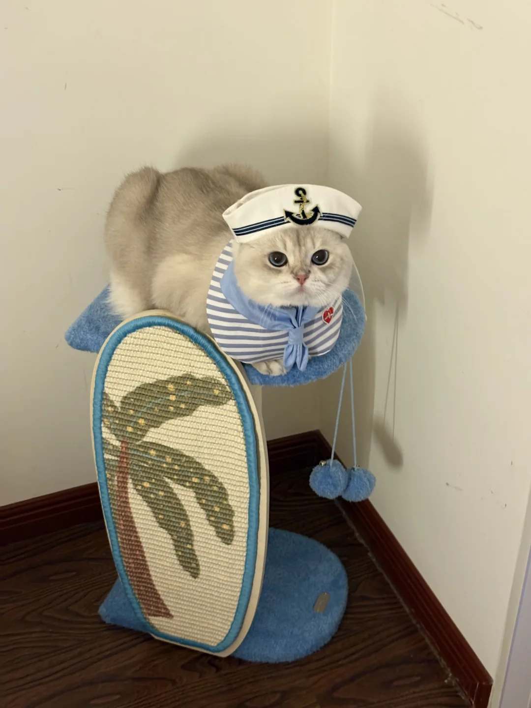 黑眼圈船长小猫