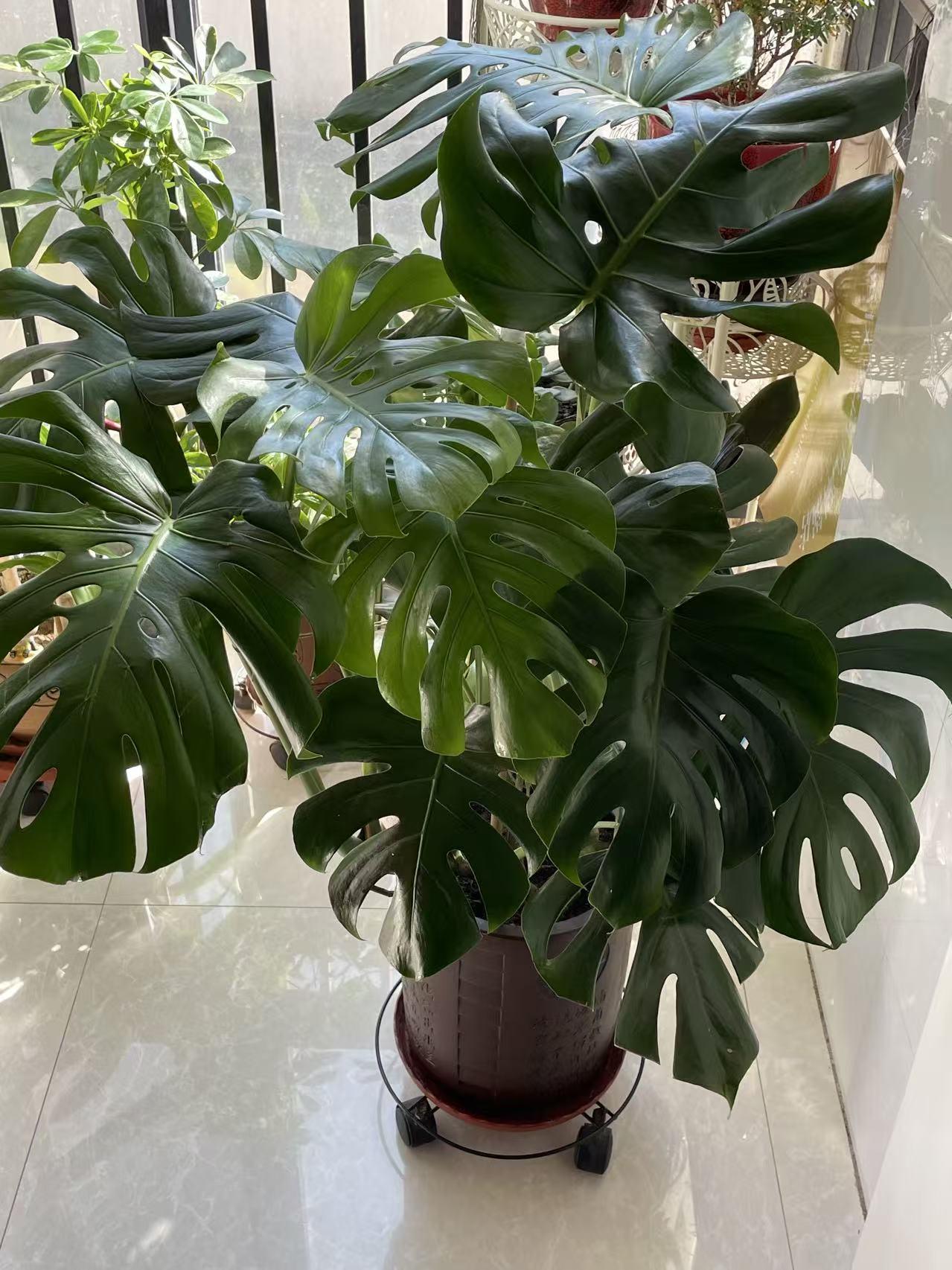 你会选择买新房还是二手房我会果断选择二手房。毕竟，谁不想省下一笔可观的预算，又能