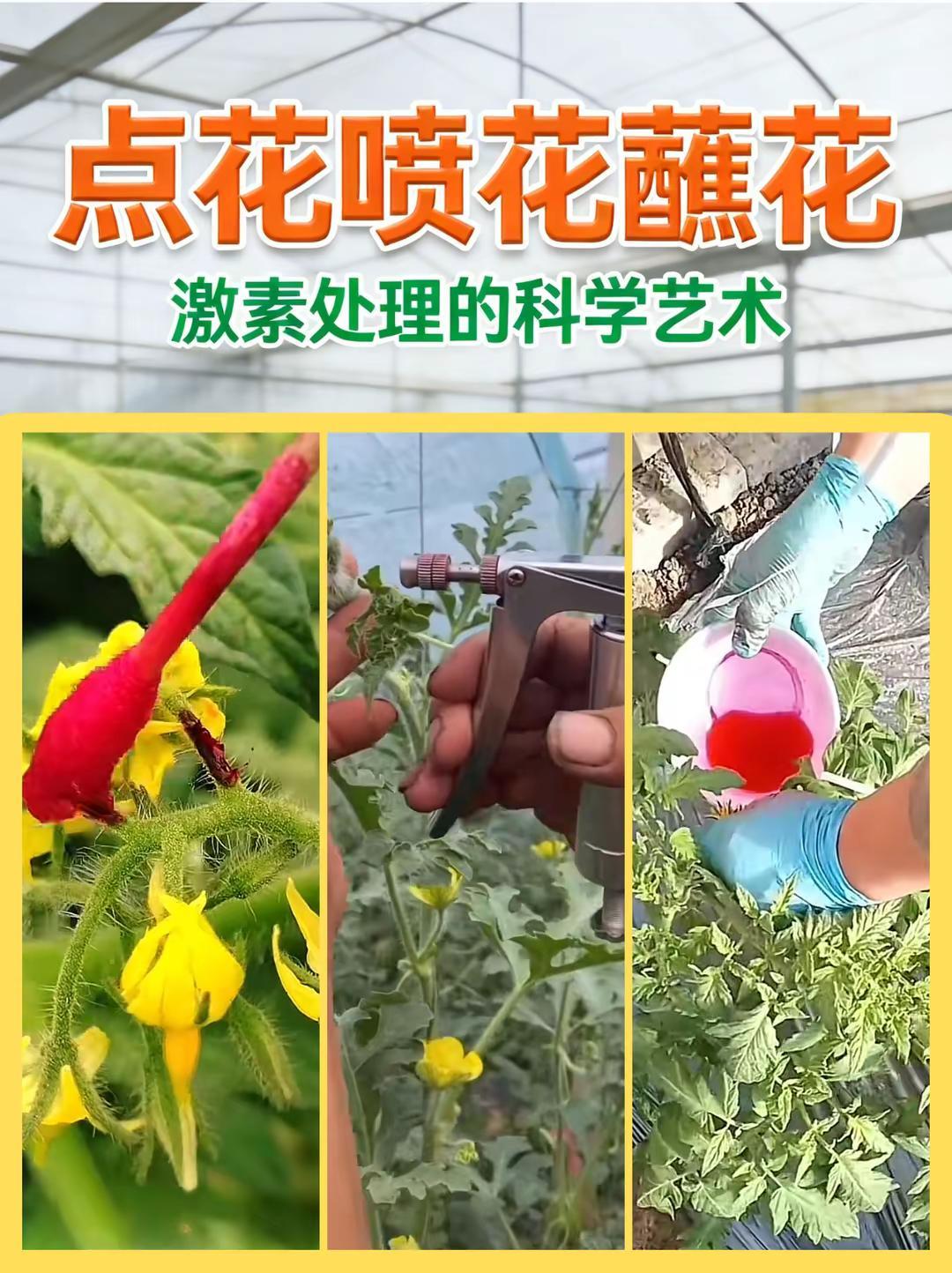 点花喷花蘸花：激素处理的科学艺术。点花 喷花 蘸花