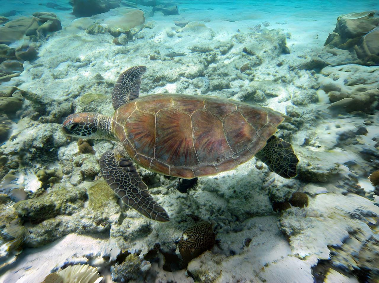 绿海龟（动物们178）

绿海龟为海龟科海龟属动物，别名海龟、黑龟、菜龟等。由于