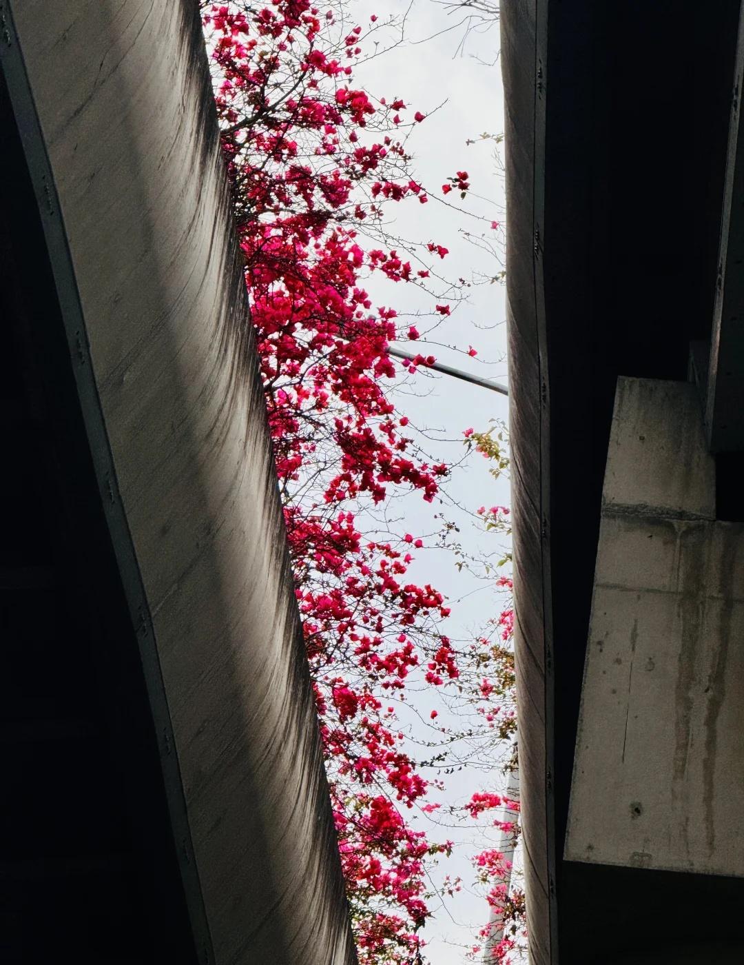呼叫📞成都市政，这是谁干的！
果然，成都市政，让每个出门的人都不白出，让每个来