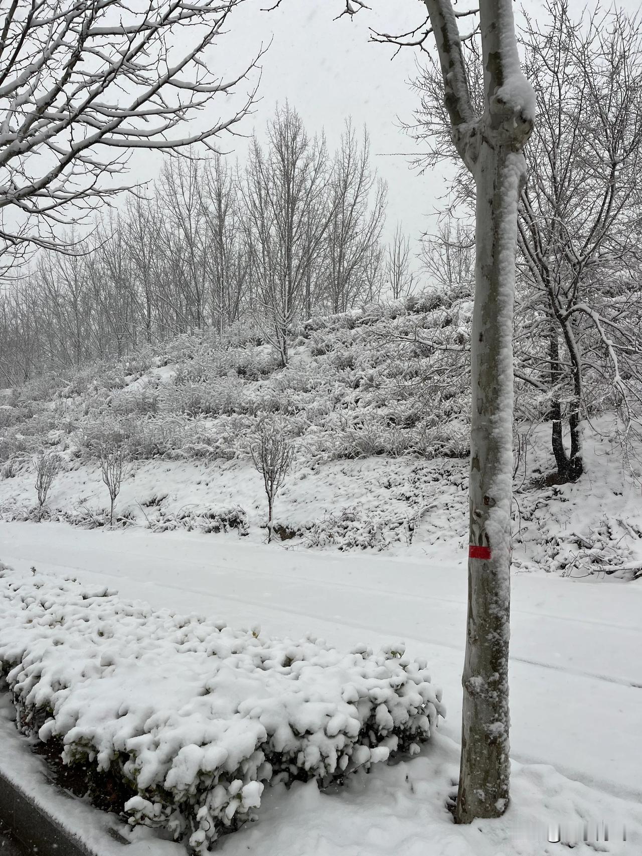 2025年3月3日，三门峡市今年的第一场雪下来了。
如果你能停下脚步，很静下心来