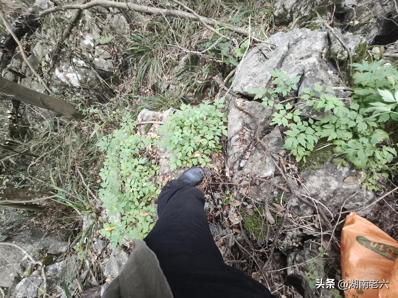 湖南永州首次发现岩黄莲，岩黄莲是一种非常名贵而又稀少的中药材，它生长条件非苛刻，
