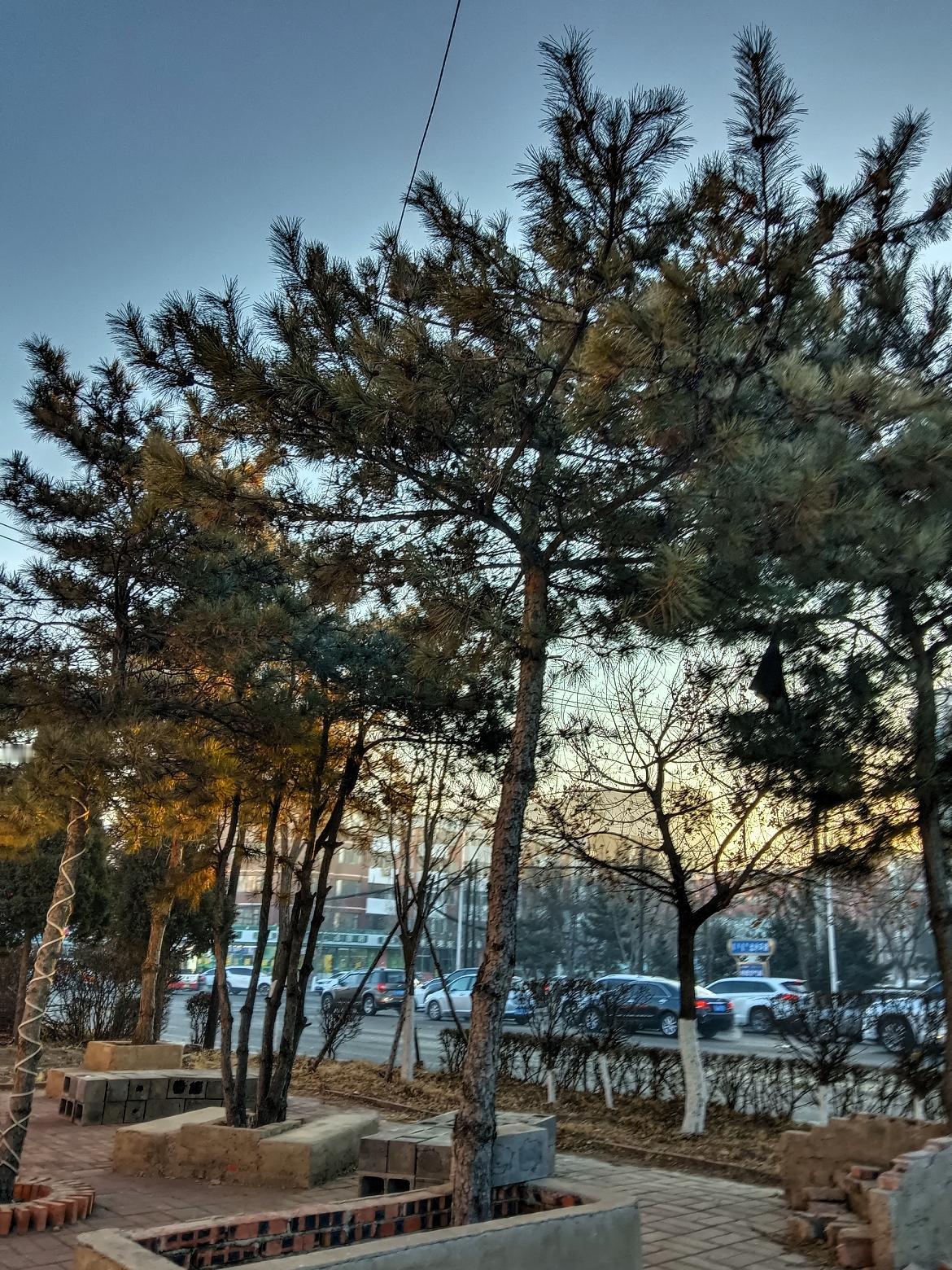 城市中的绿意盎然，静谧的黄昏时光。