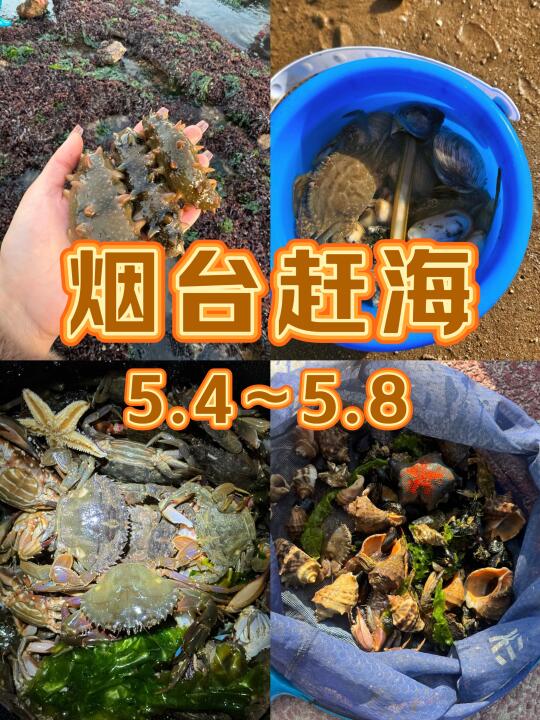 烟台赶海攻略🌊六个区私藏宝地