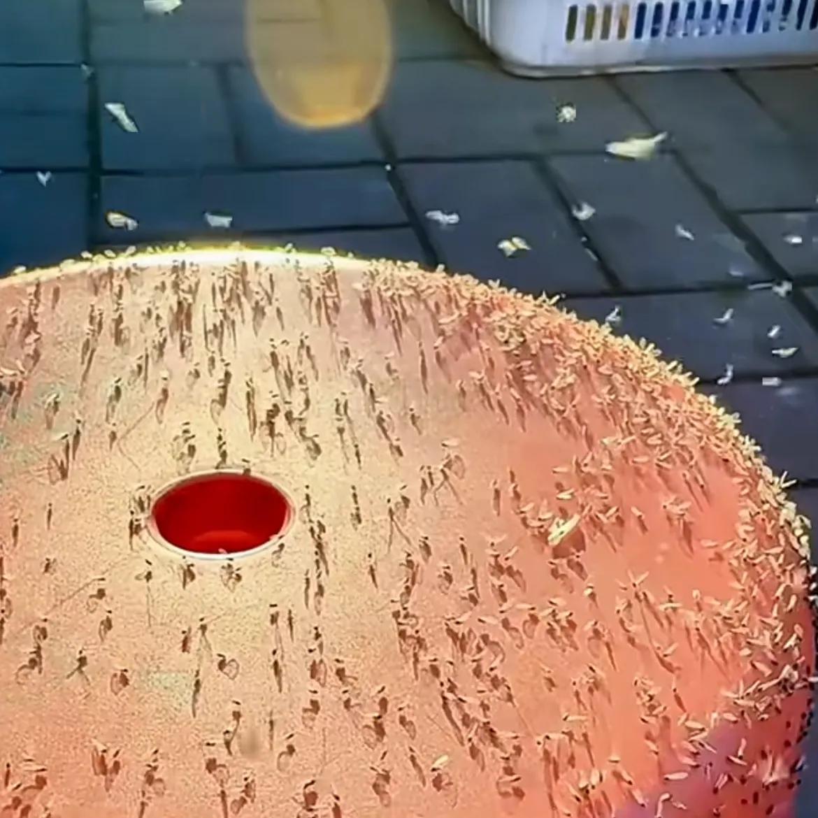 近日，黑龙江齐齐哈尔蚊虫成灾市民魔性驱赶 ，漫天飞舞的都是，数量多到张嘴说话就飞