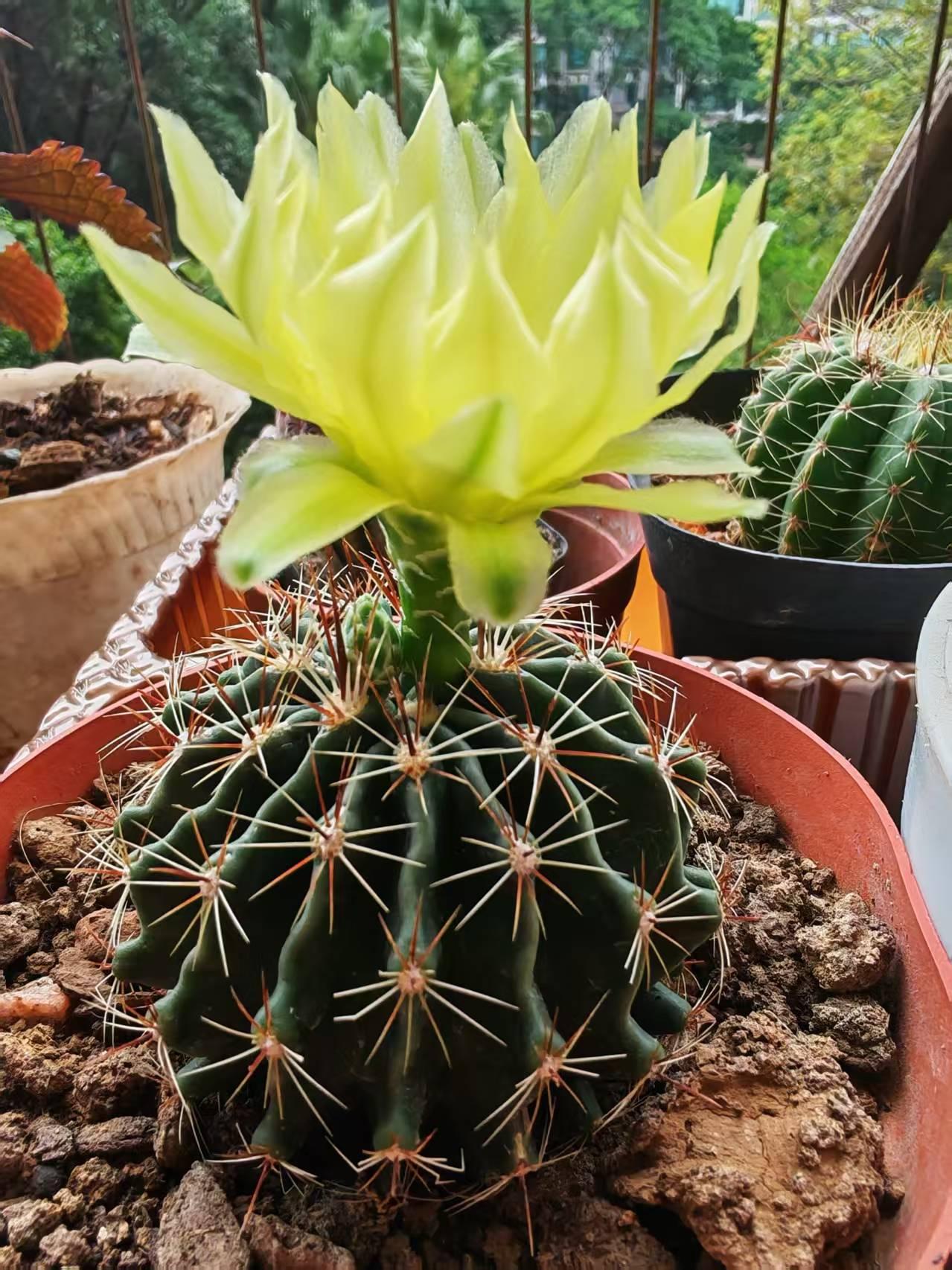 局势缓和引爆A股！沪指大涨1.92%，资金大调仓：科技黄金领涨，能源银行重挫
 