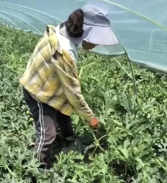 四名农妇干44天，工钱没拿到还被索赔20万。
 
今年开春，河北四名种地妇女听说