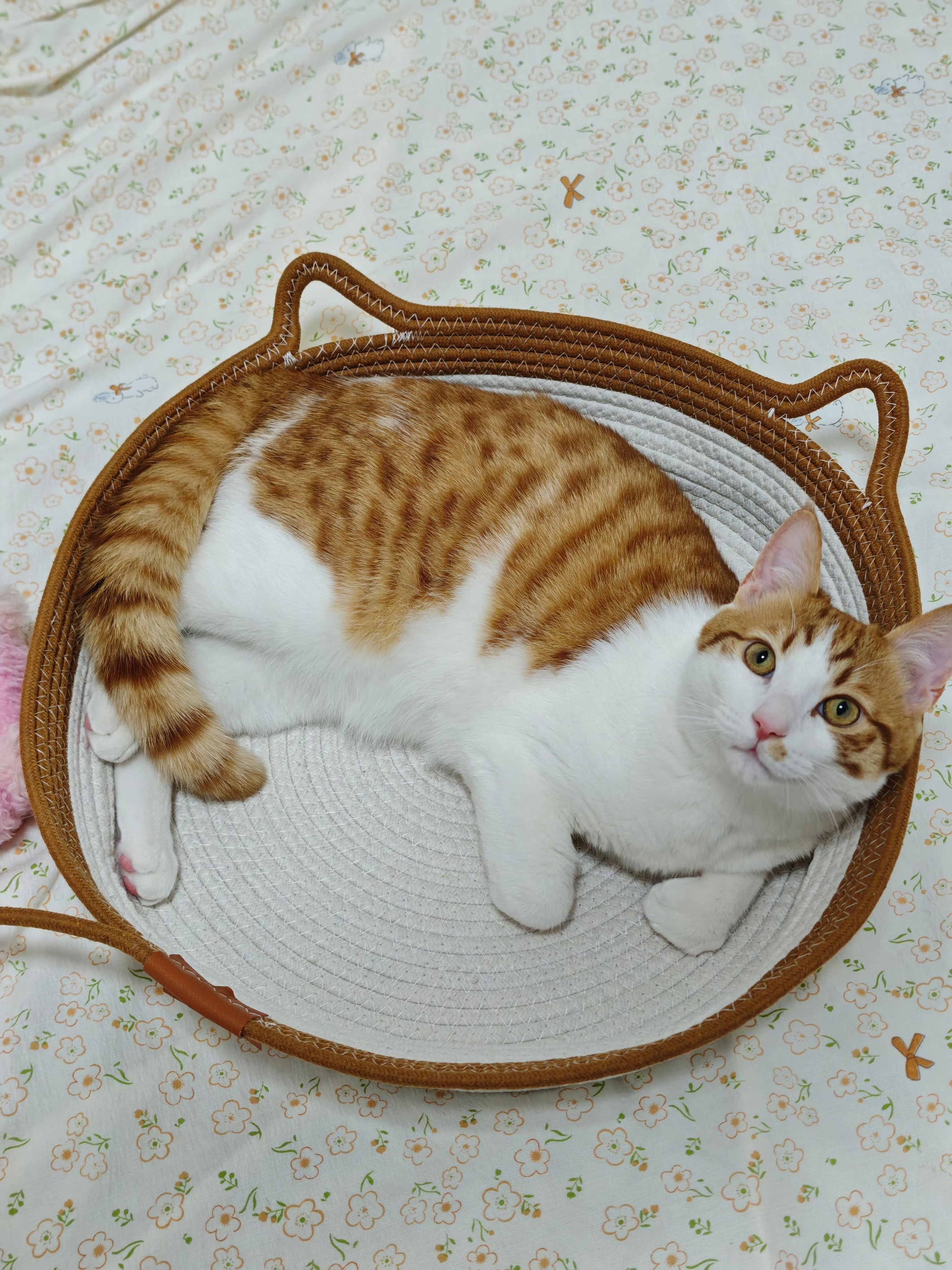 评车不易，且行且珍惜。还是给大家看看黄毛吧，快一岁了，天天找狗蛋打架。抽空给它嘎