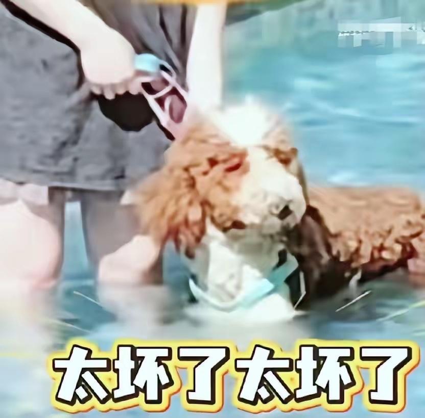这下彻底傻眼了吧？
三亚带狗进泳池的女子，终于迎来了她的账单，不是500块，也不