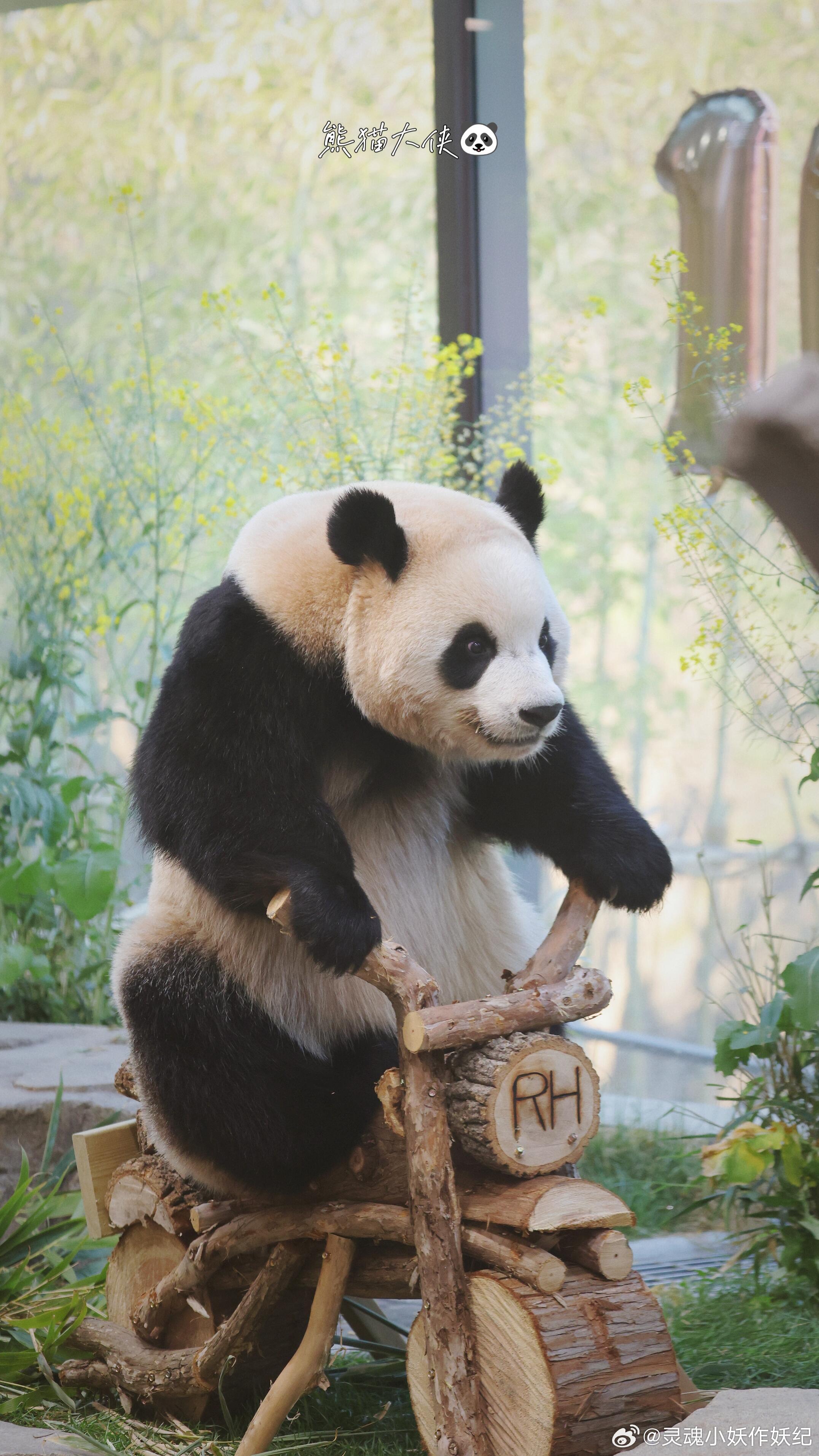 想坐在睿宝的摩托车后座来源熊猫大侠 
