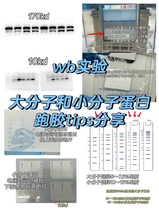 大分子and小分子蛋白跑wb的综合优化方案🧫