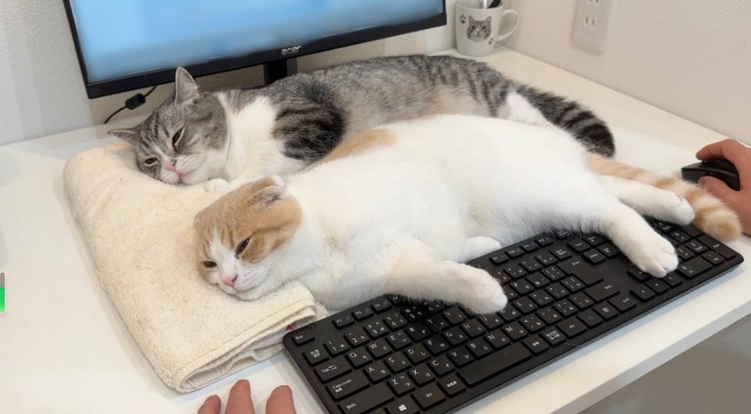 这下工作时间会更久吧！日本Twitter饲主catmotimaru家中有2只苏格