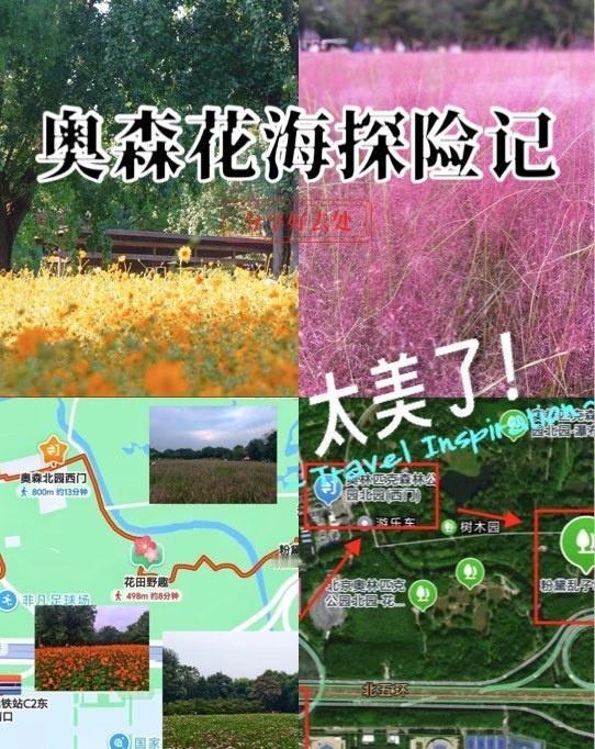 奥森北园橘子海和粉黛海疯狂上分！太出片啦📸
又到了一年一度奥森北园最美的时候！