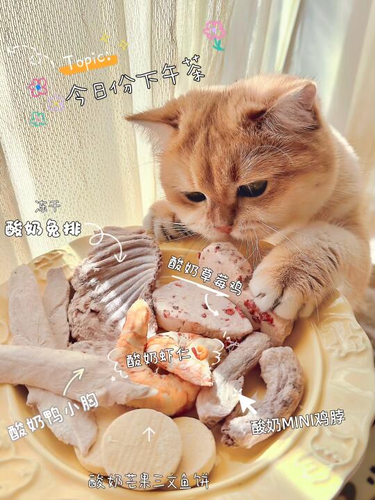 多猫家庭｜猫咪们的下午茶时间