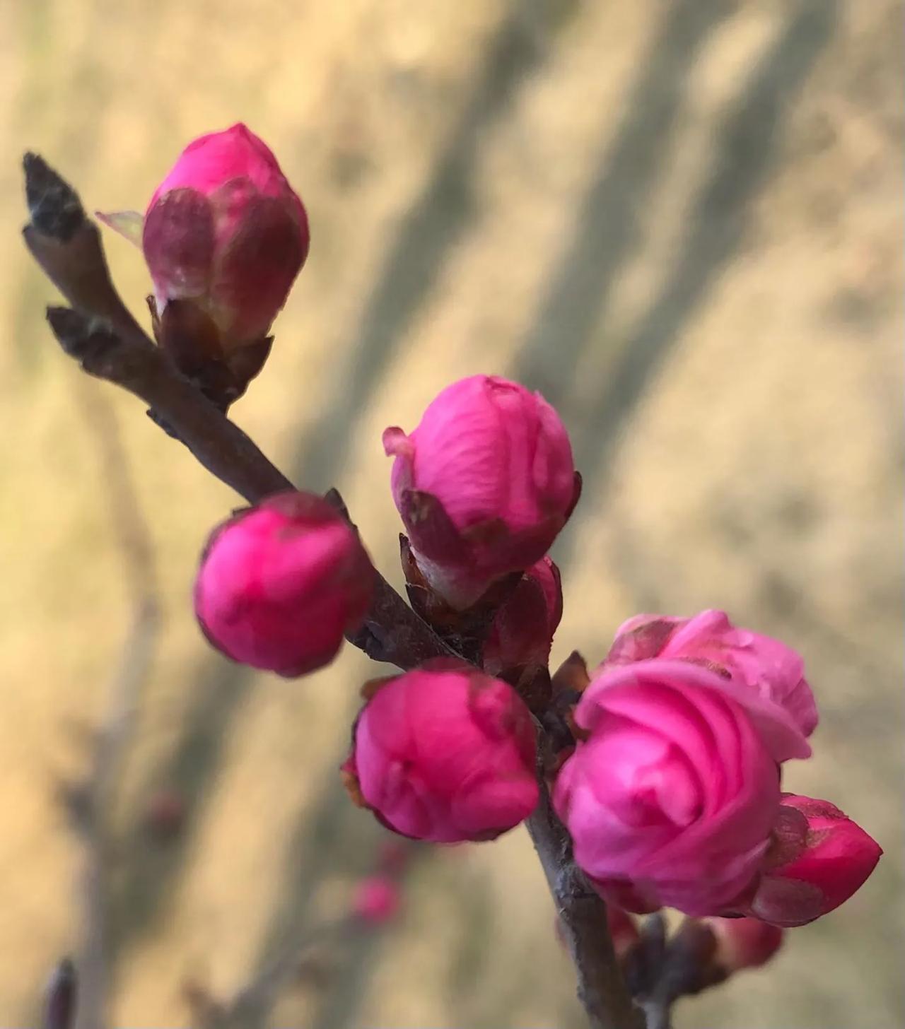 记录我的2026我们这里的花儿也马上就要开了，很多好友已经在朋友圈里分享。图片啊