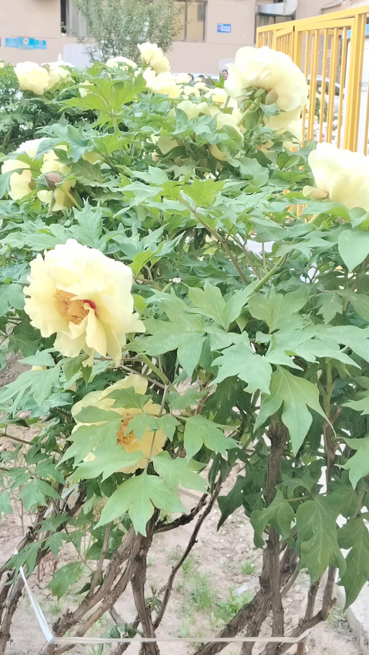 绽放的黄色花朵与绿叶相互映衬，尽显自然之美。不用猜，这便是河州牡丹——黄牡丹！河