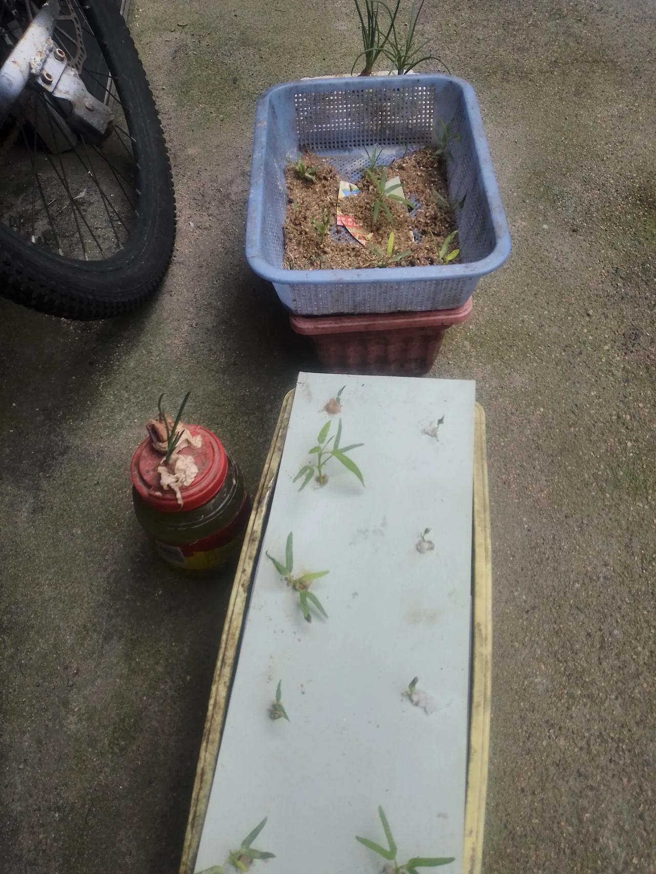 全职炒股的生活很单调，无聊，租房子住的，也没有土地，网上买了一点空心菜种，还要两