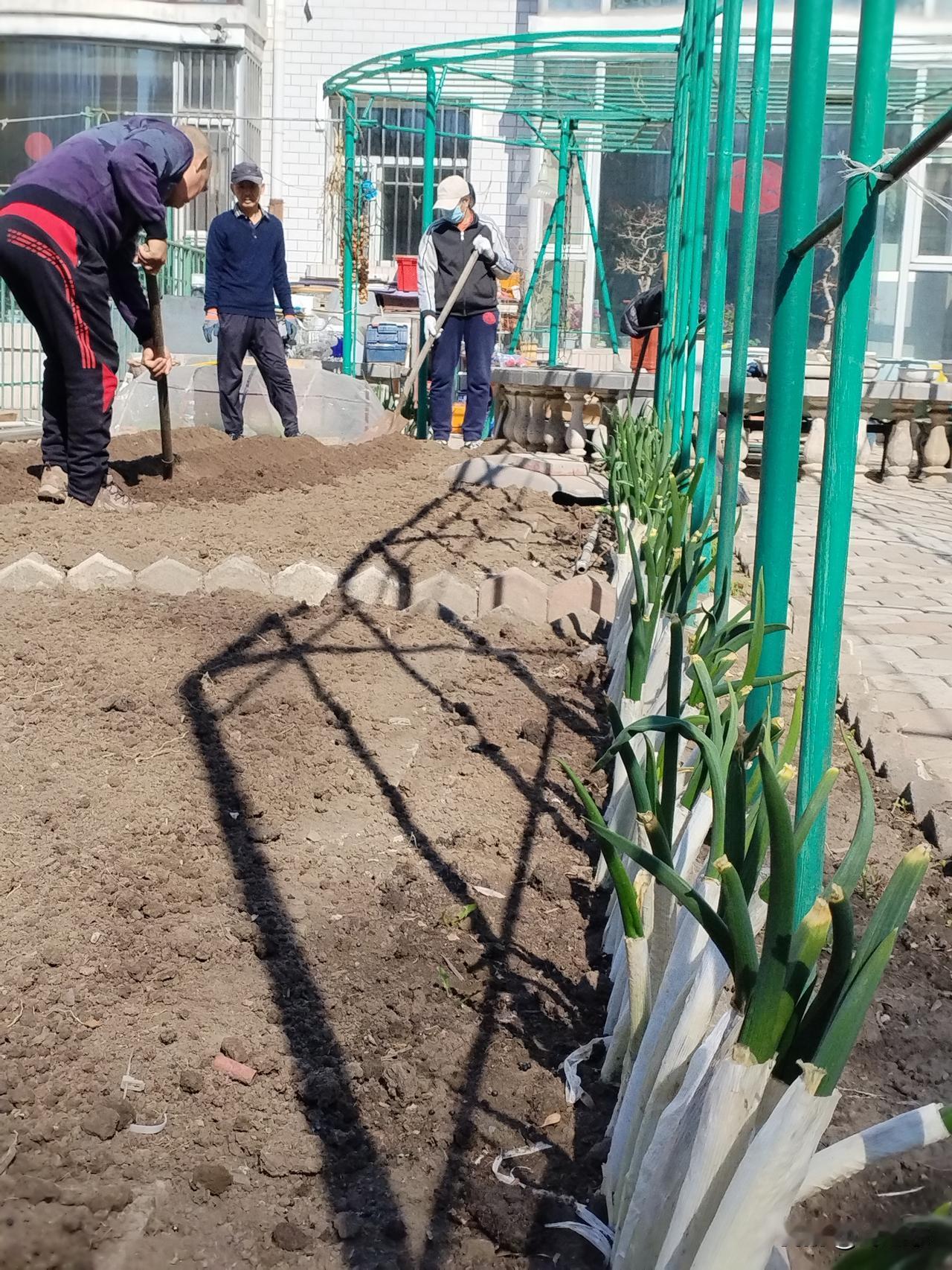 庭院生春
老葱贴栅刚栽完，
又为柿子起垄台。
庭院土畦生春色，
请续句……
（汗