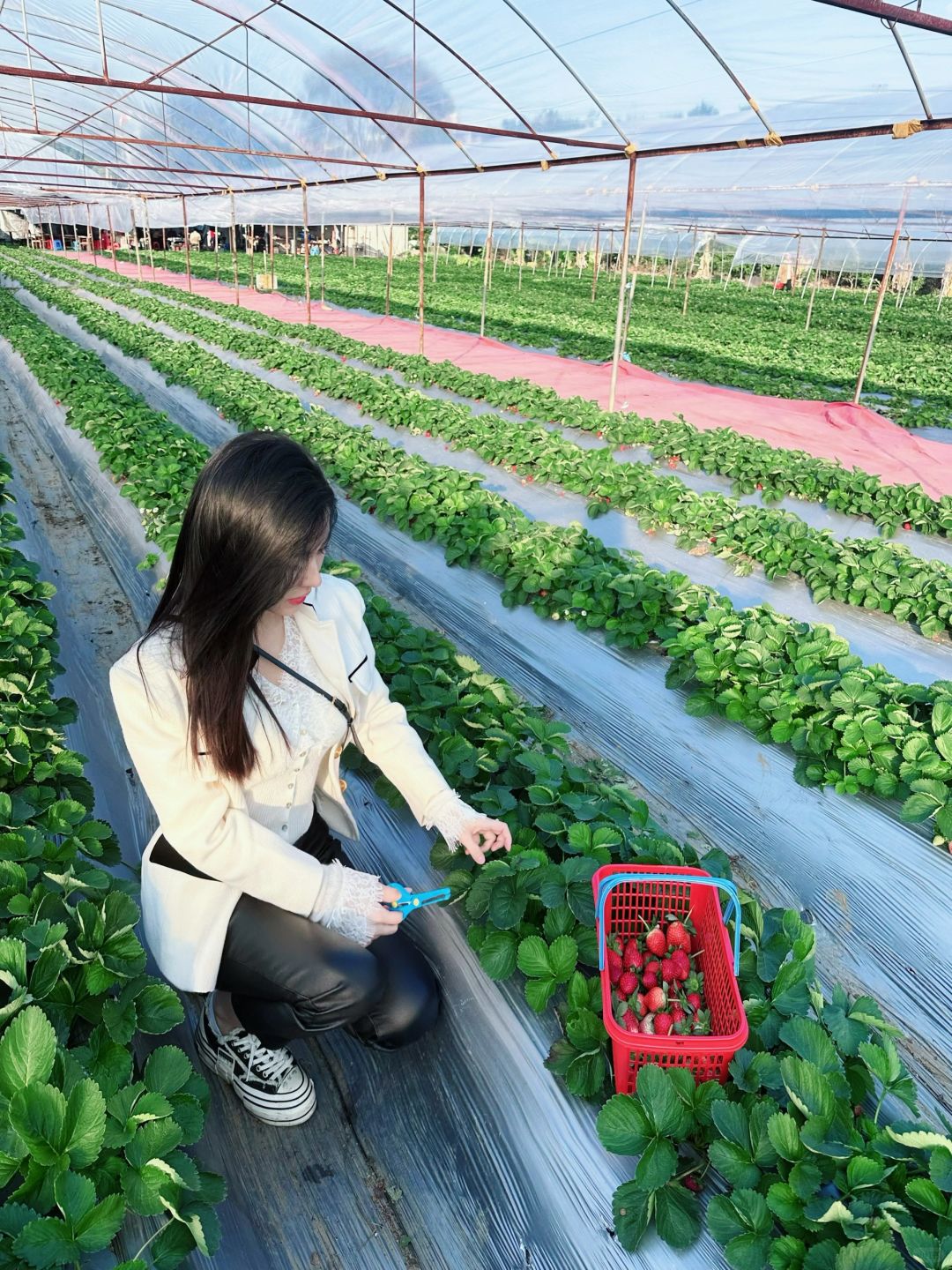 南宁探店｜晴天草莓园🍓