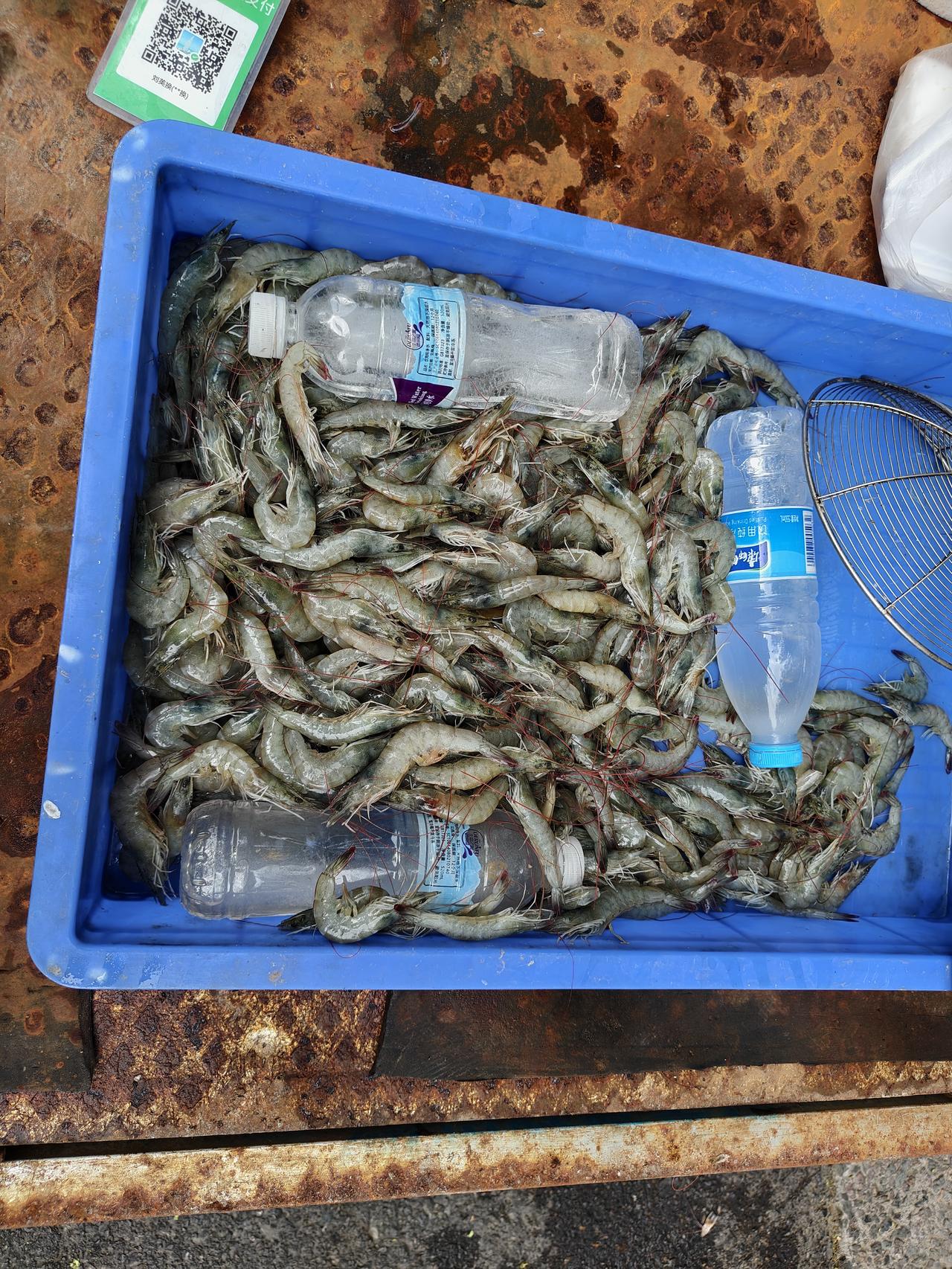 瞧瞧，在运城盐湖西街早市，这新鲜的虾🦐卖15元一斤，我买了10元的。

我把虾