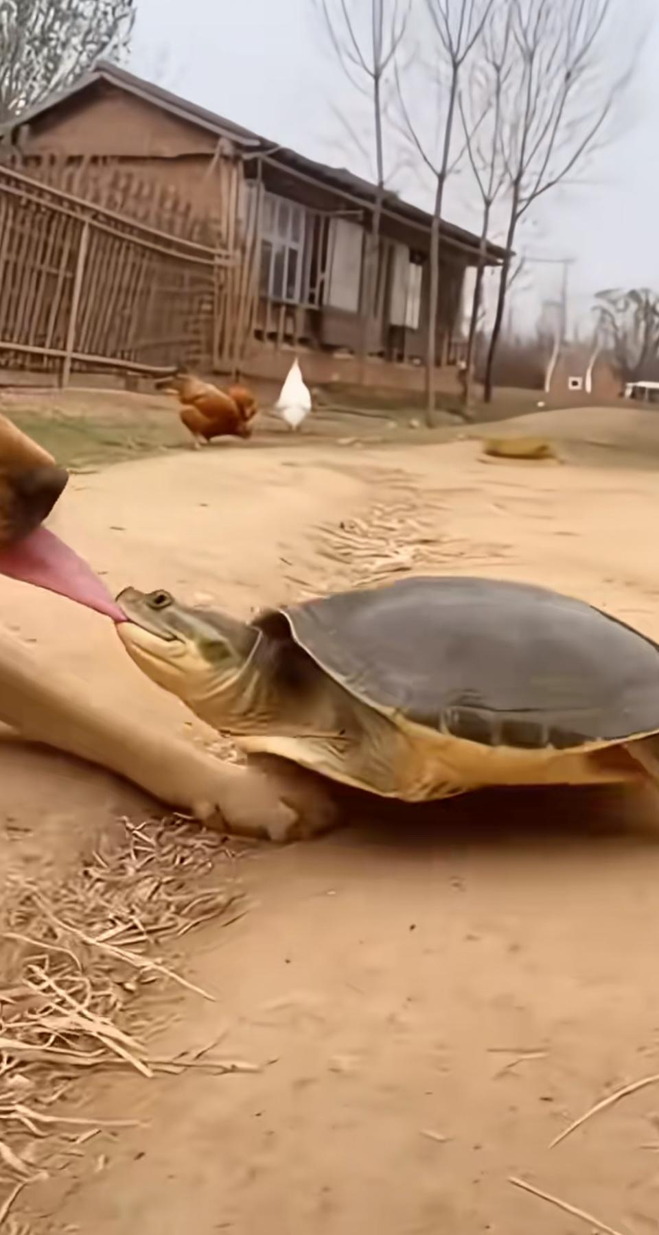 萌宠互动！狗狗和乌龟的亲密时刻🐶🐢人到中年，最大的悲哀是什么 萌宠互动！狗狗