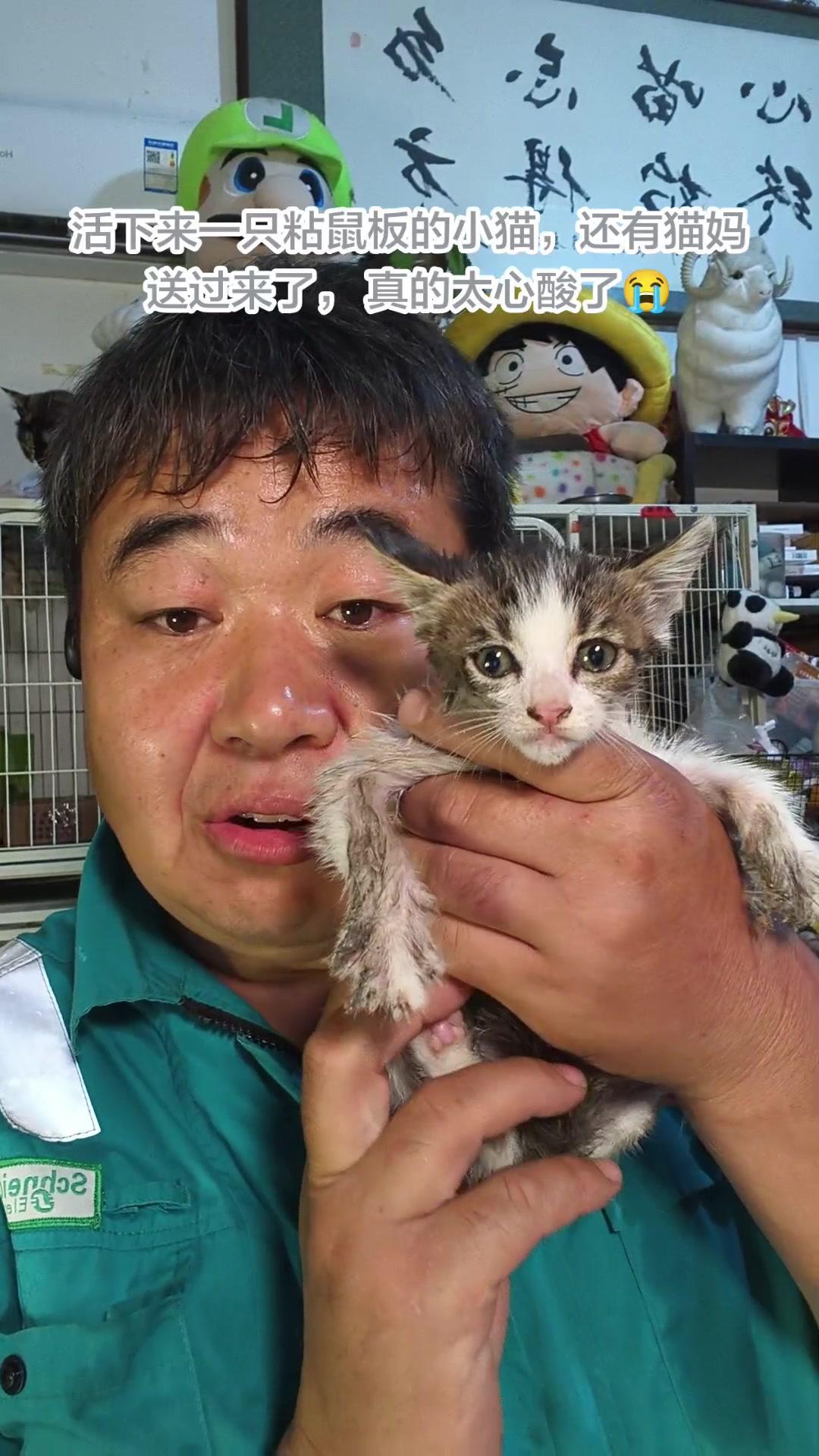 刚准备收拾回家，就收到了两口子从宝坻冒雨送来的粘鼠板小猫和猫妈。猫妈和孩子被粘鼠