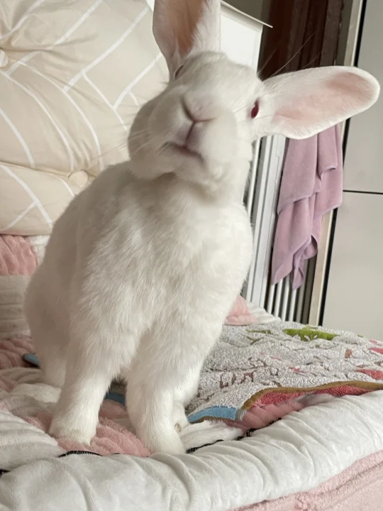 看起来蠢蠢滴 很安心