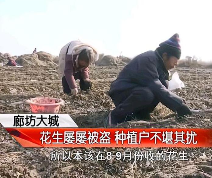 穷疯了！河北廊坊，一大哥在河北租了30亩地种花生，但是花生成熟之后，村里却来了很