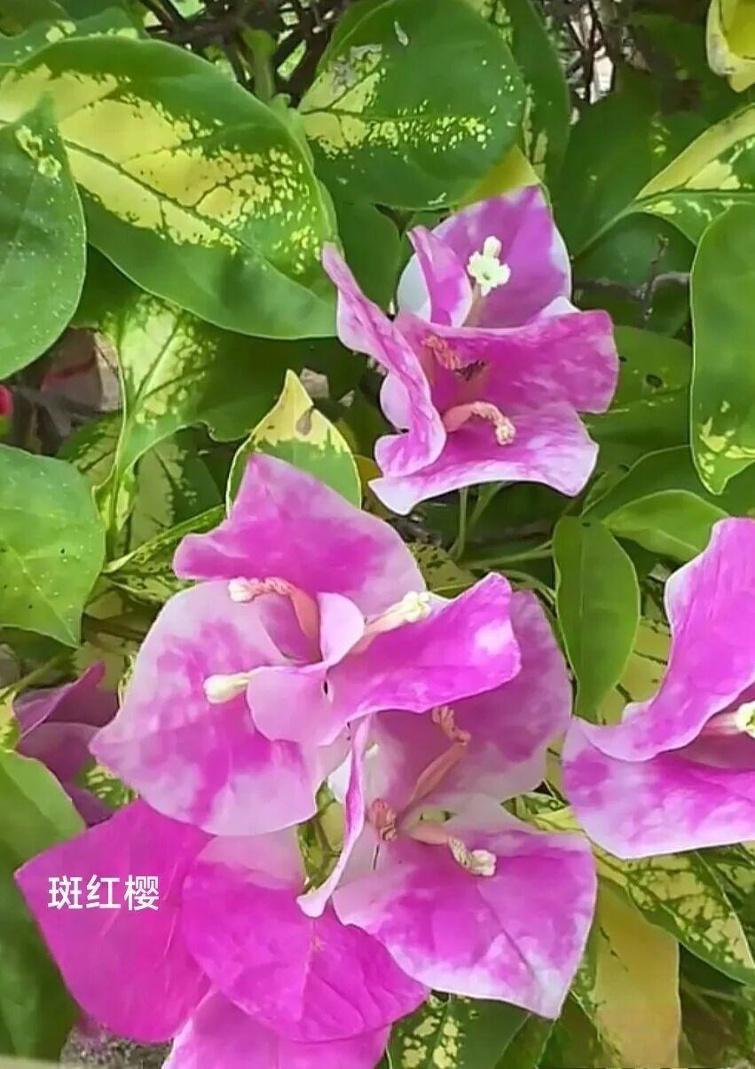 斑红樱、漳红樱、金边红樱、广红樱是三角梅中极具观赏性的“红樱家族”，各有特色且均