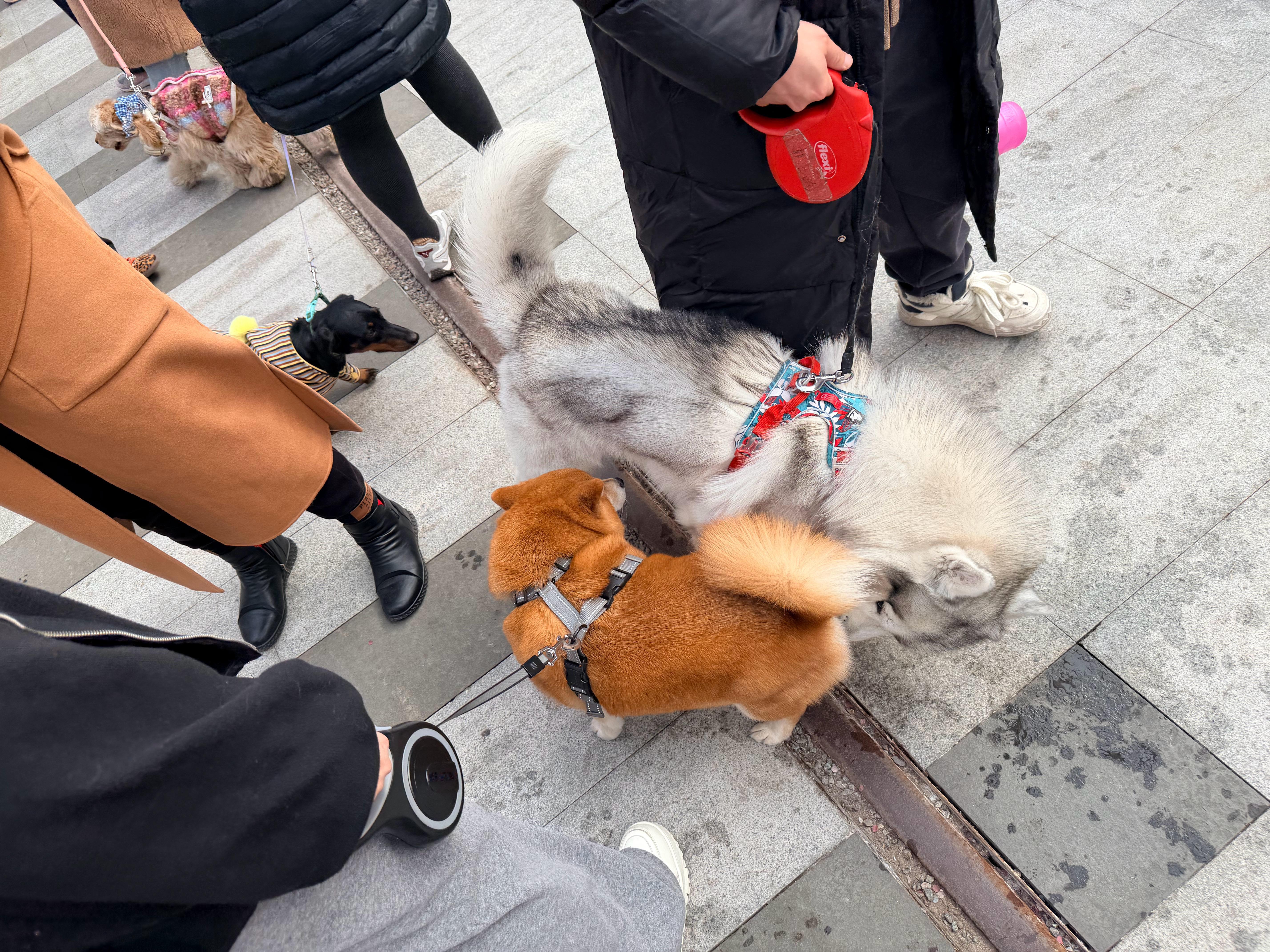 第一次听说宠物庙会，以为是卖宠物周边和宠物展呢……结果就是一个能带着狗逛的小庙会