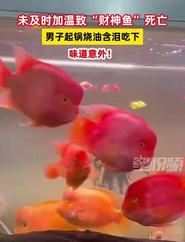 冬日生活分享有人竟然吃了自己的宠物鱼，要是我可下不去嘴，你们觉得呢，会吃了自己亲
