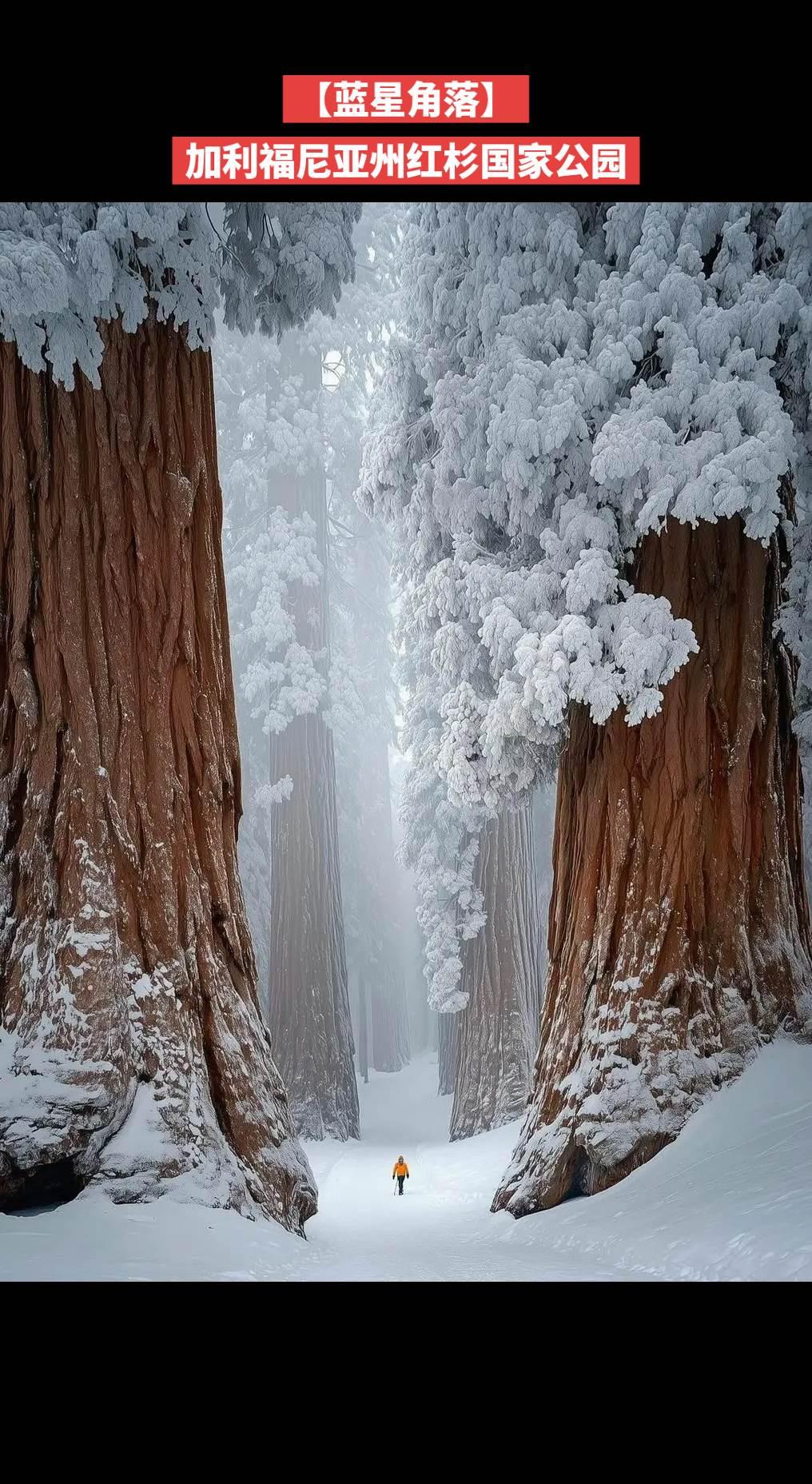 【蓝星角落】加利福尼亚州红杉国家公园