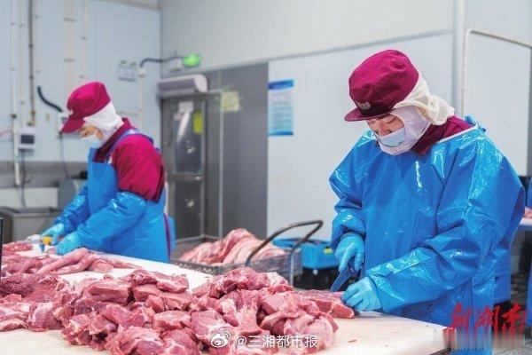 湘潭沙子岭猪百亿产业链加速崛起【专家点评丨中国工程院院士印遇龙：在开发中保种，在