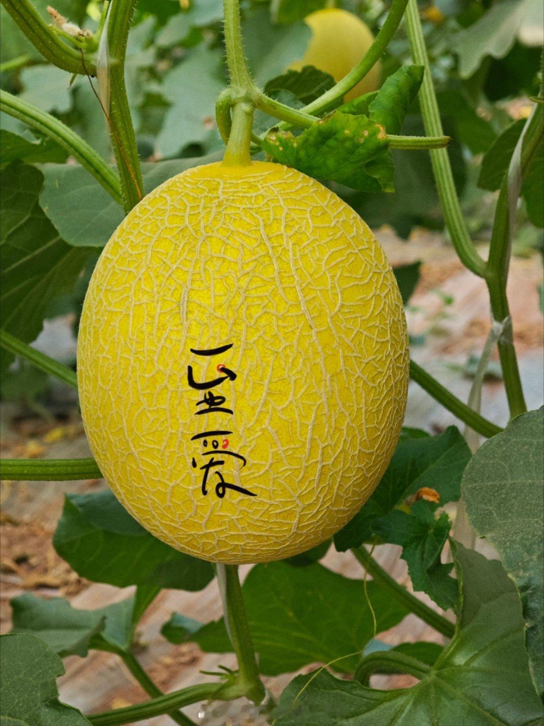 #心疆奇产[超话]#🍈｜新疆吐鲁番至爱蜜瓜好看又有料！高颜值，小果腔，可食率＞