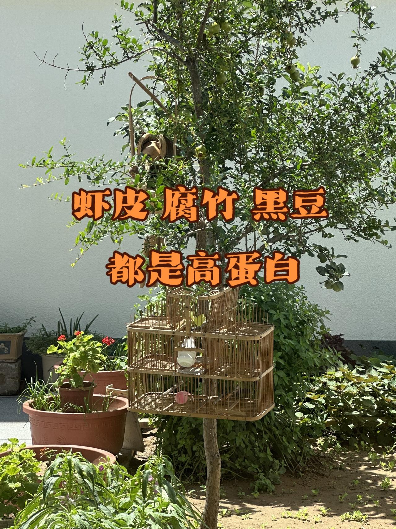营养价值超高的蛋白质食物